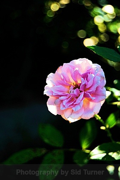  - Flowers and Plants