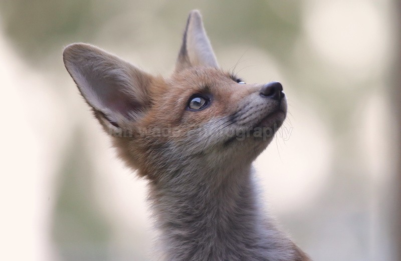 Bristol Urban Foxes - Family Life - Bristol Urban fox - foxes in family group