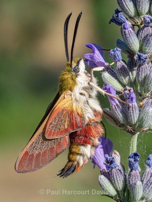 Broad-bordered Bee Hawk-moth (Hemaris fuciformis) - Insects, Spiders and other Animals