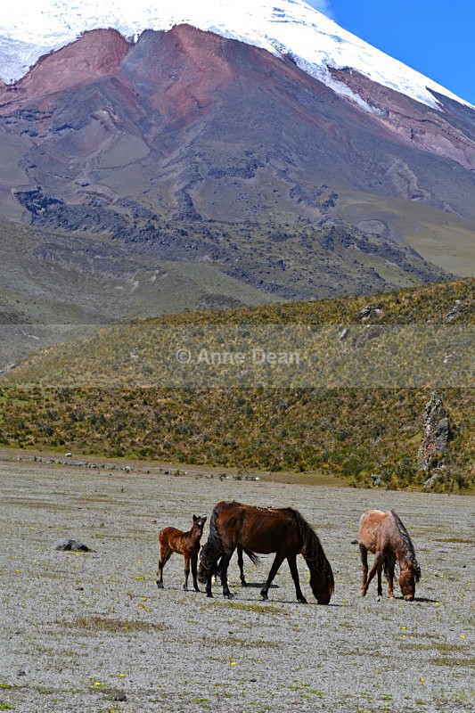 Wild horses could drag me here - Ecuador