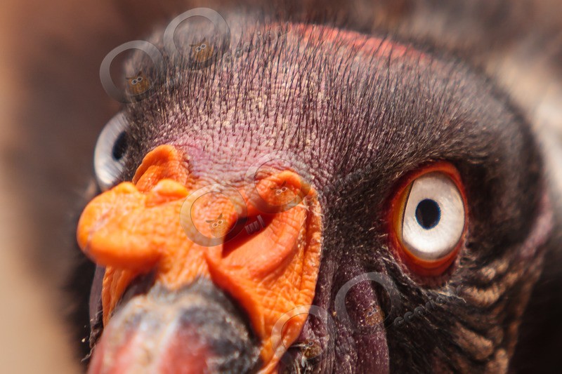 king vulture  sarcomamphus papa-9193 - BoP from around the world