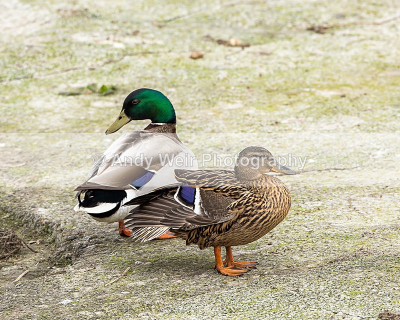 20140421-3K8A0470 - Mallard