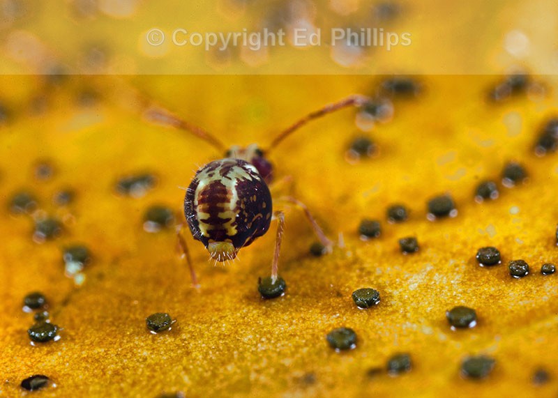 Dicyrtomina saundersi