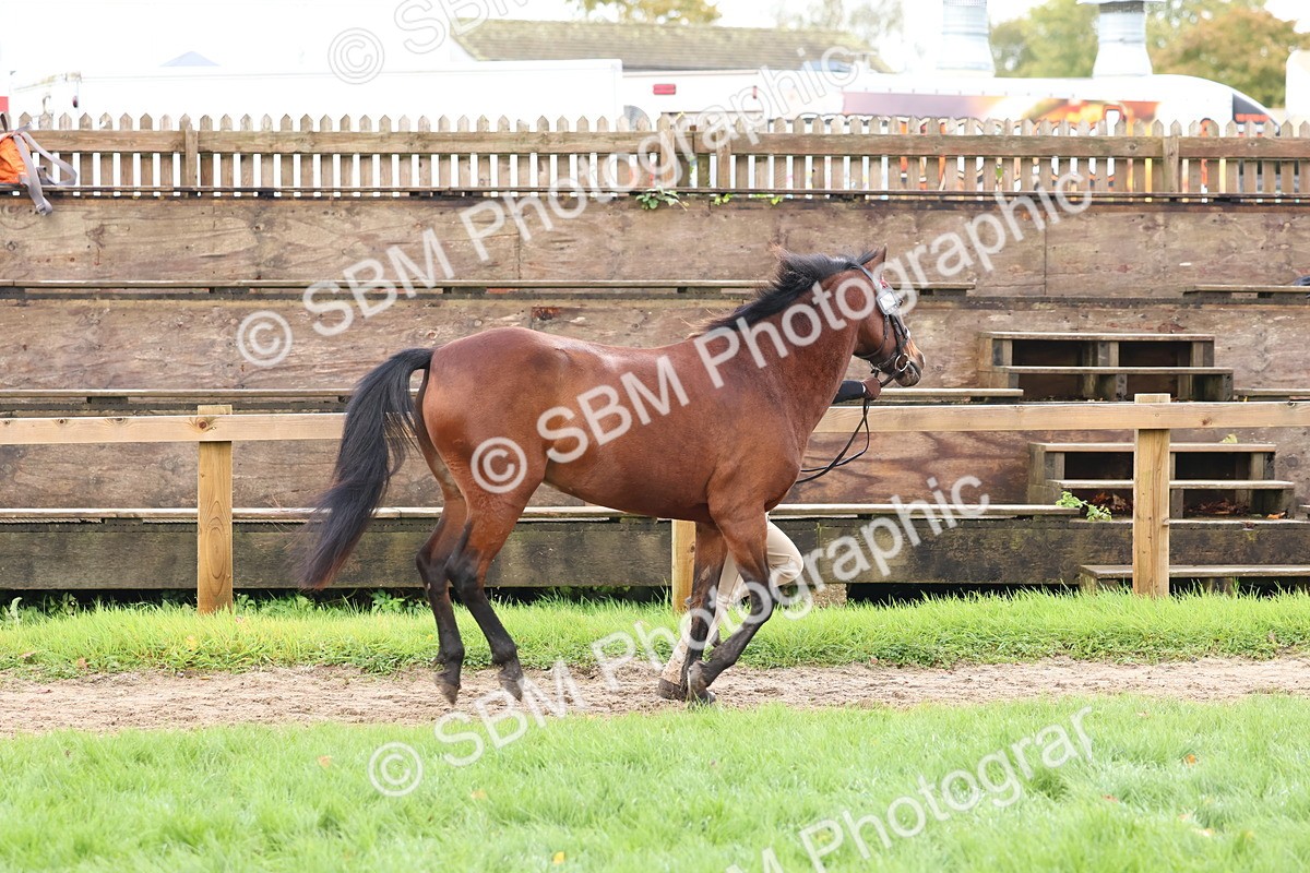 SBM_39445 - S24 - Young Veteran In Hand