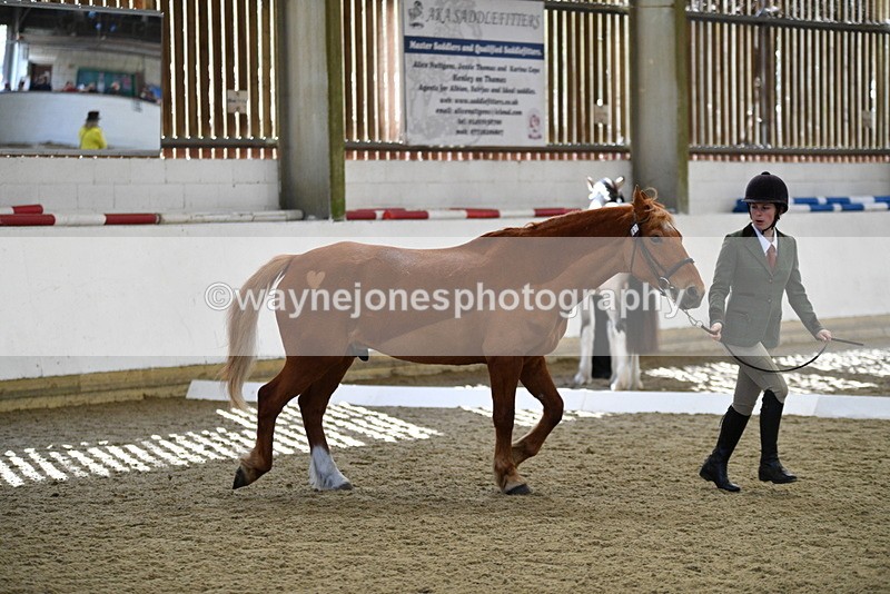 WJ5_4396 - Class 6 In hand M&M - Large Breeds