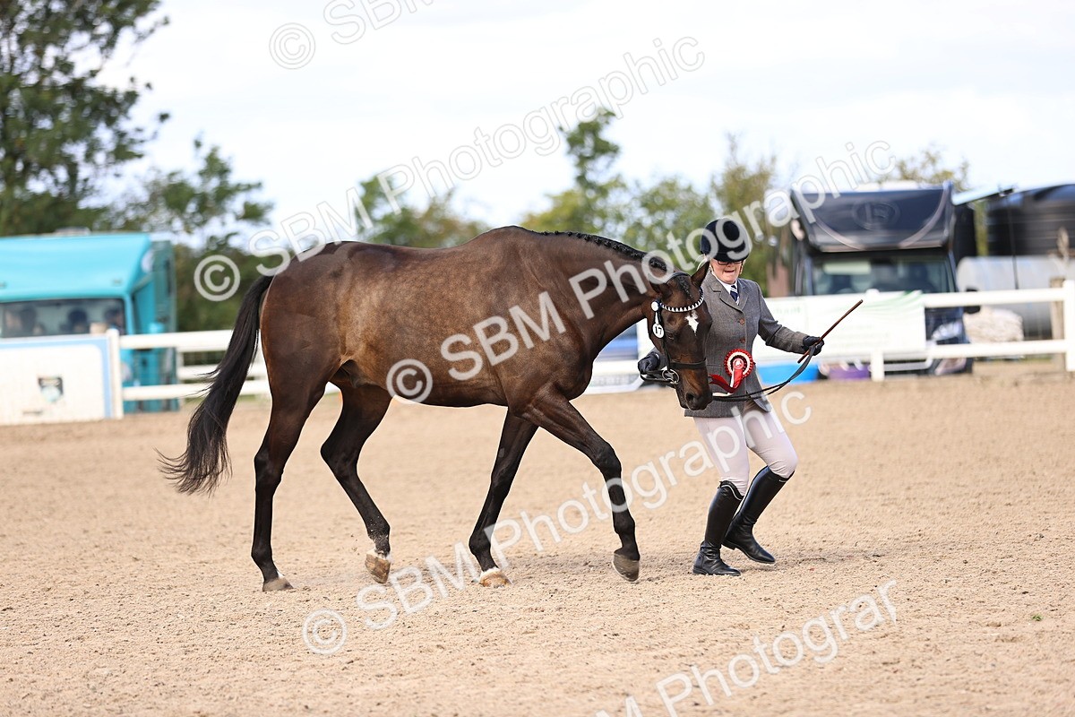 SBM_11566 - Class 407 - IH Hack-Riding Horse