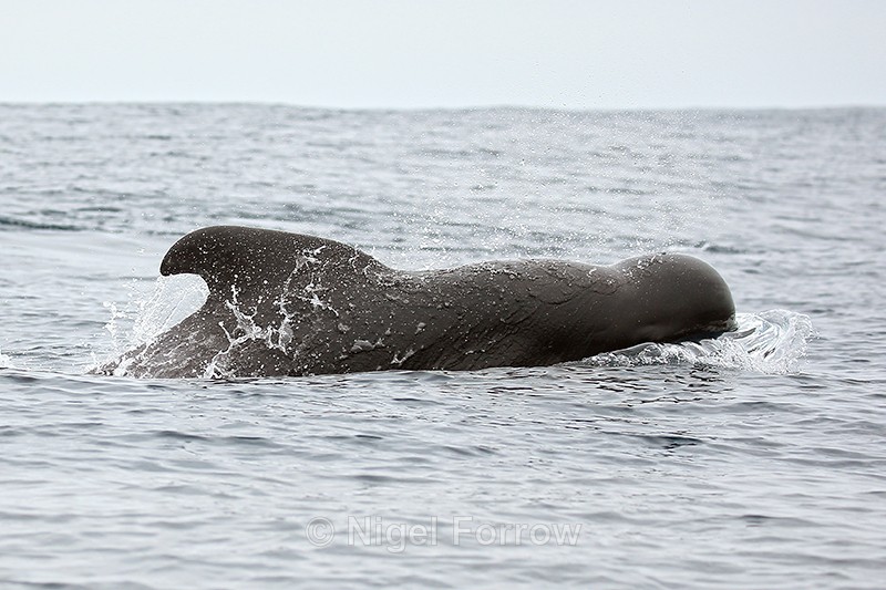 Pilot Whale surfaces and blows, Pacific Ocean, Chile - Dolphin