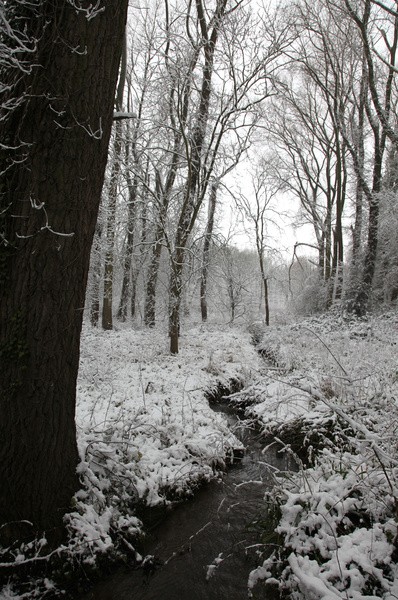Winterwoods _S135 - Somerset landscape Photography