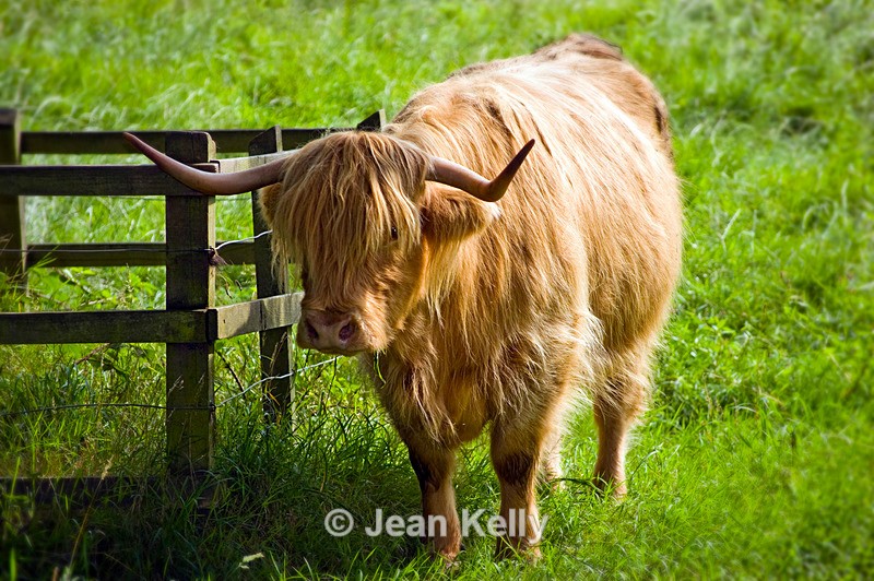 Highland cow - 20080818_65 - Cattle
