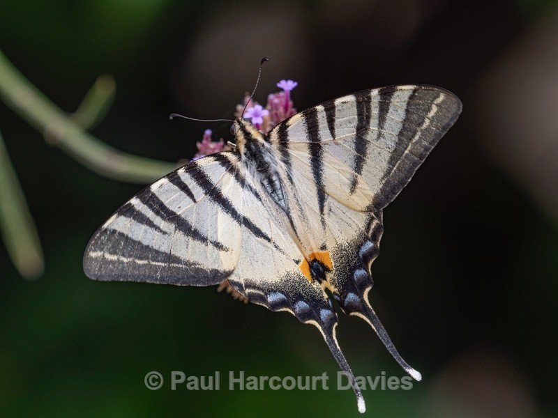 Scarce Swallowtail (Iphiclides podalirius) - Ten Metres from Home 1.  (2020)