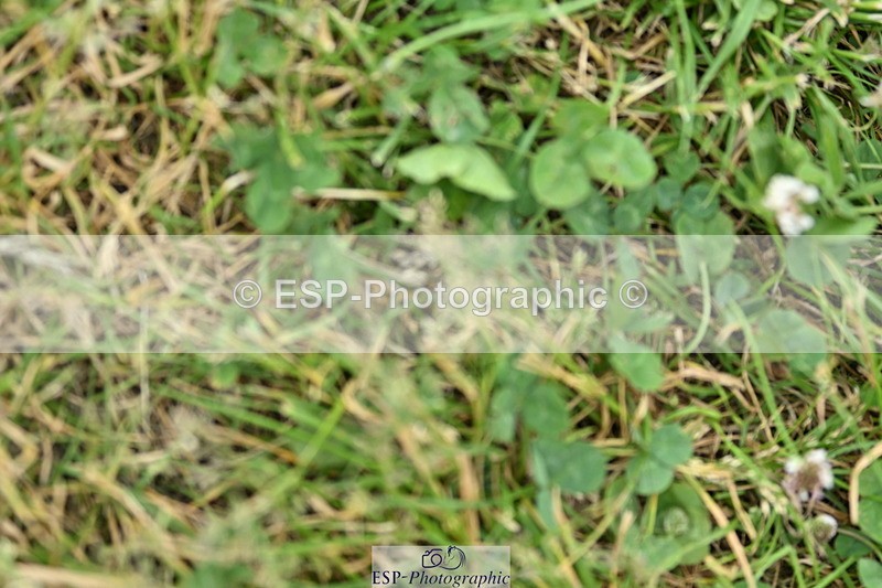 240623A-125822-18258 - Cls 51 BD Elementary 53