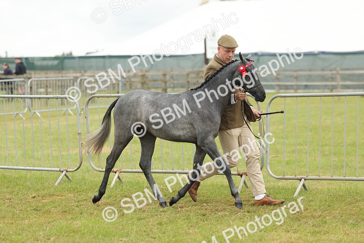SBM_05364 - Class 68-73 - Riding Pony Breeding