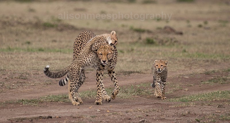  - Cheetah