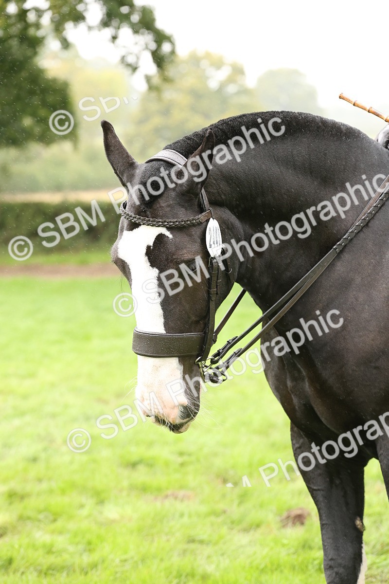 SBM_69843 - S69 - Show Cob Ridden
