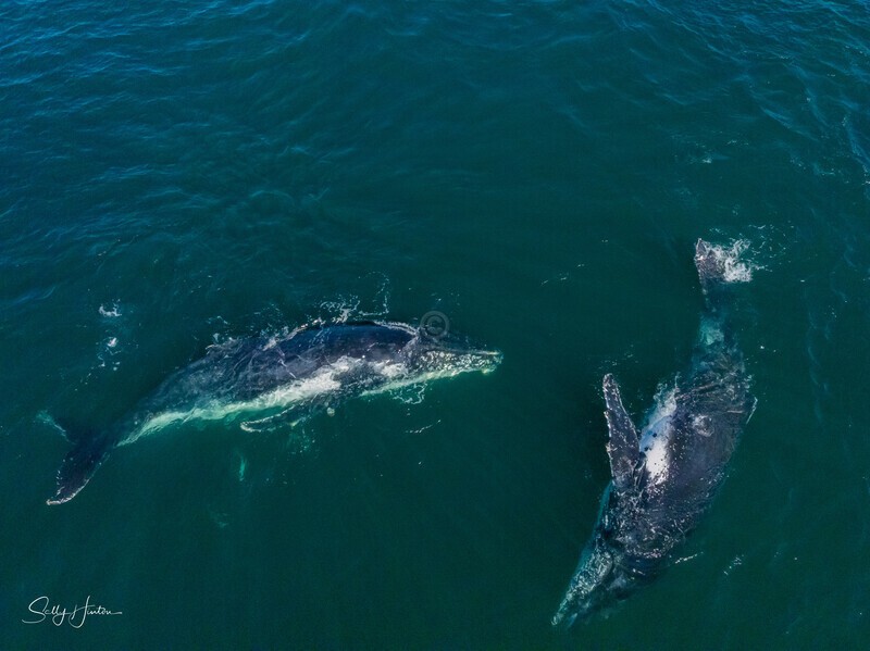 A Pair of Humpbacks Relaxing 7. DJI_0284 - 2025 Drone photos