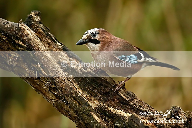 Jay 120116 31 - Nature