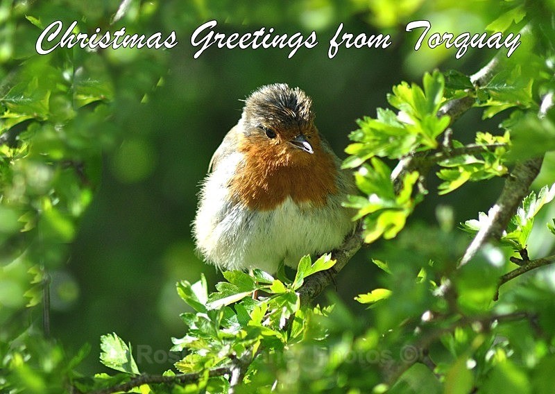 2 left TQ136  Robin xmas card - XMAS CARDS Torquay St Marychurch, Babbacombe and Cockington