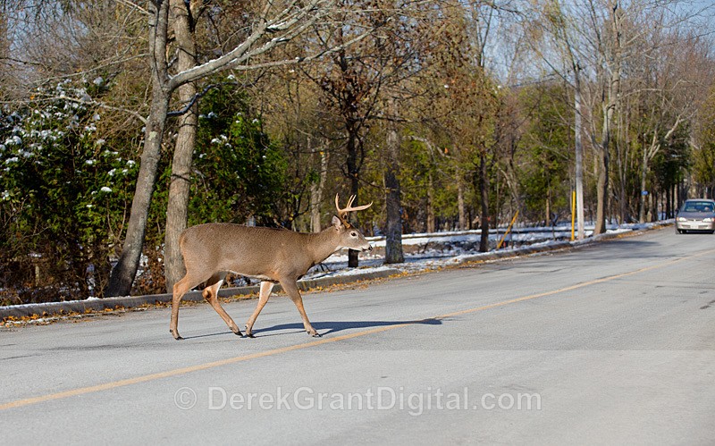 Deer Crossing - Urban Wildlife
