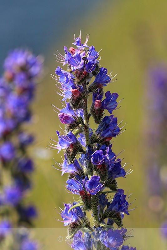 Viper's-bugloss flower spike, close view, Dorset - PLANTS