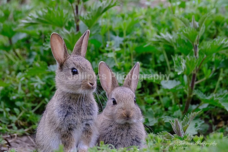  - Wildlife and Nature