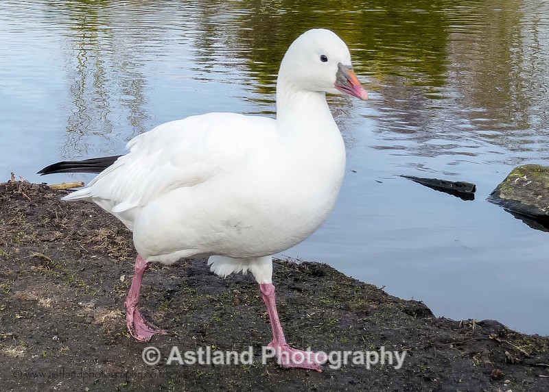 Astland Photography, Bird and Wildlife Images, Susan and Peter Wilson, U.K.