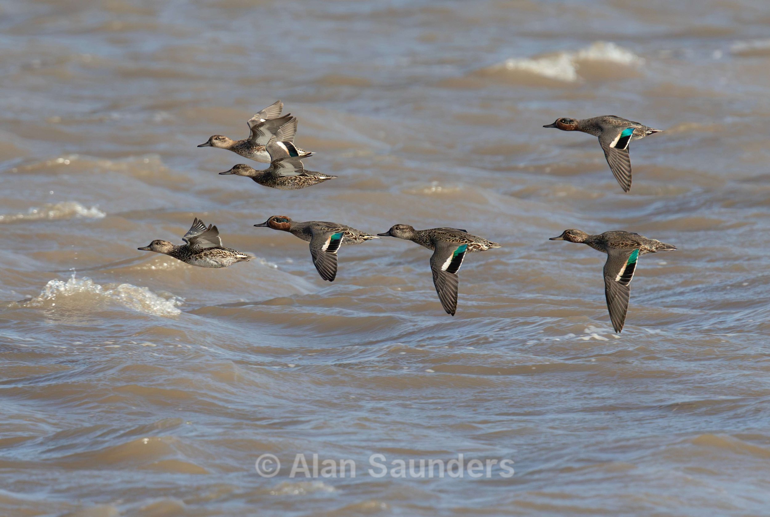 Eurasian Teal 5