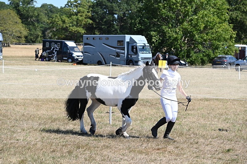 WJ6_8596 - Class 37b Best Loan Pony In-hand