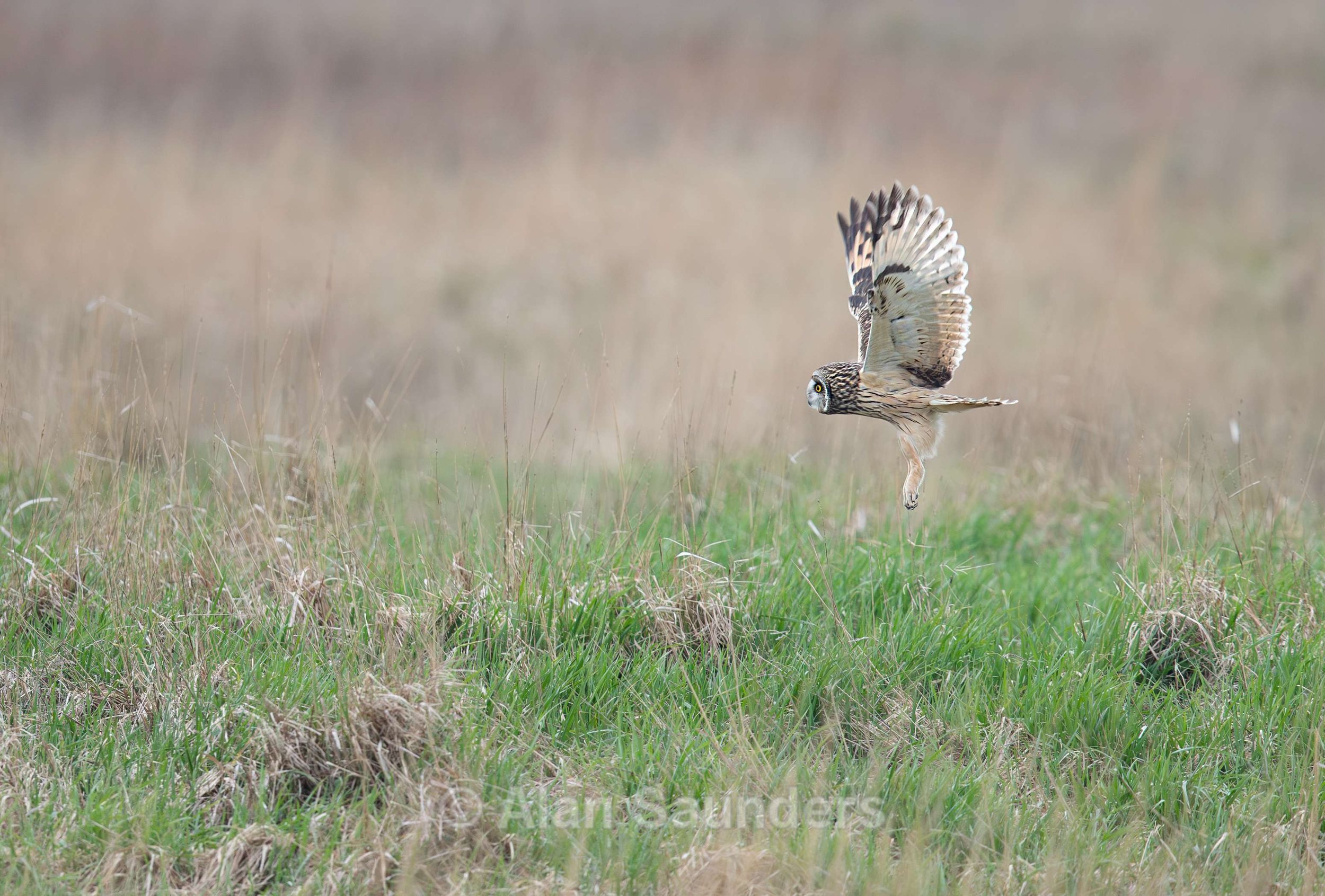 Short Eared Owl