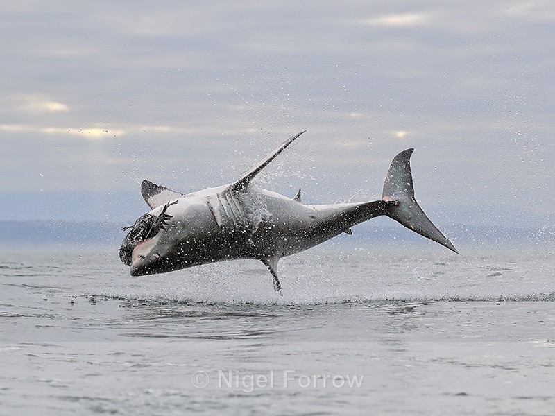 Great White Shark breach (frame 11), Mossel Bay, South Africa - Breaching Great White Shark