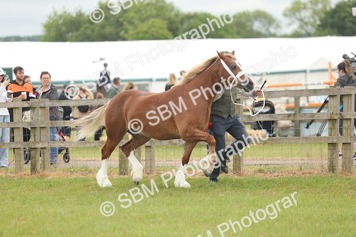 SBM_04961 - Class 50-57 - M&M Welsh Pony In Hand