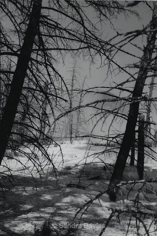 - Yellowstone