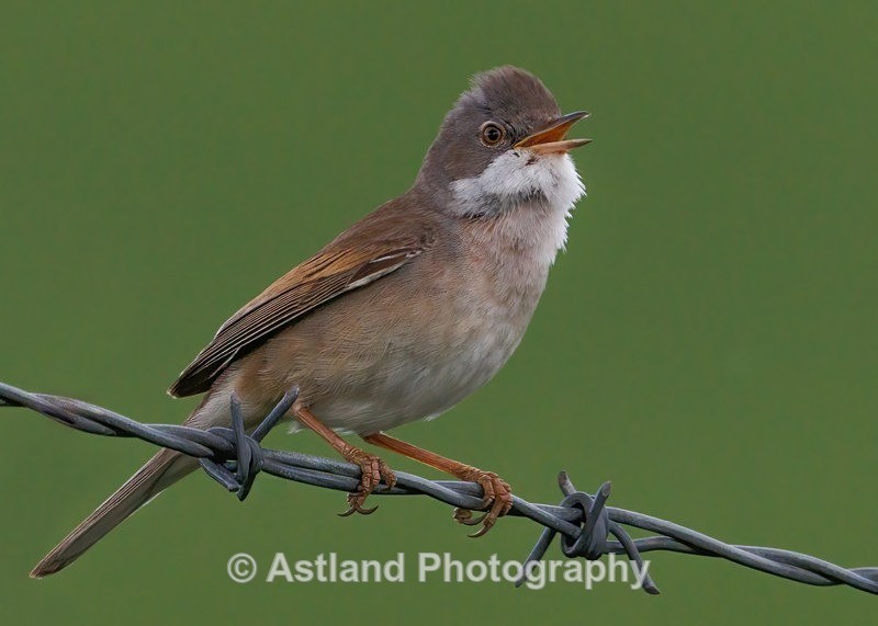 Whitethroat - Latest Images