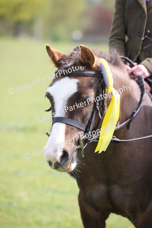 20260426-2623 - Class 31 - Leading Rein