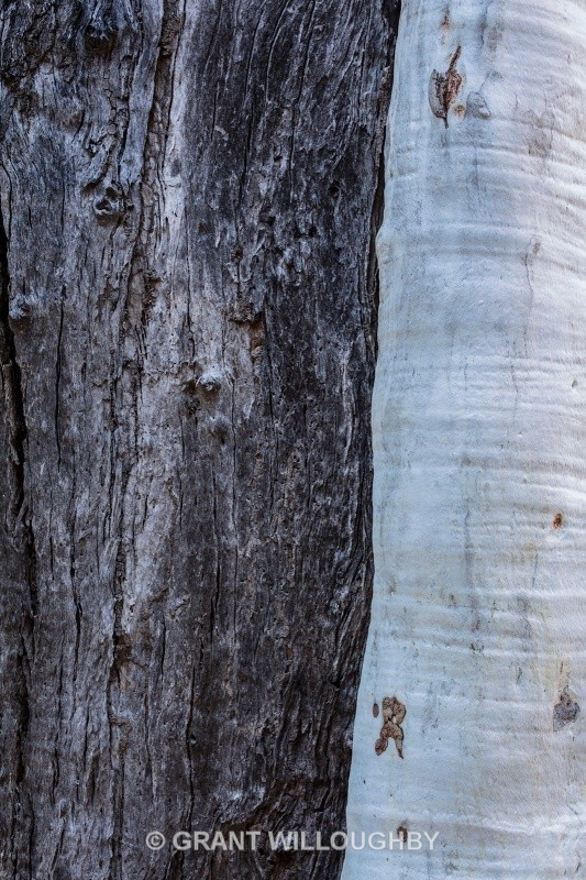 Standley Chasm Gum tree detail - Australia