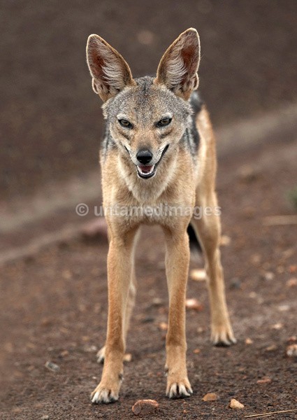 Black-backed Jackal 2 - Kenya
