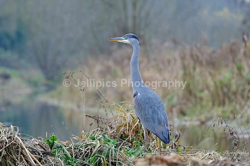  - Wildlife and Nature