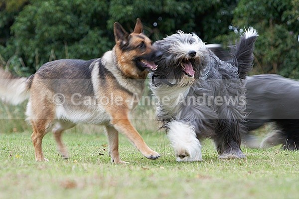  - Tendring Agility Group- St Osyth Summer Fete