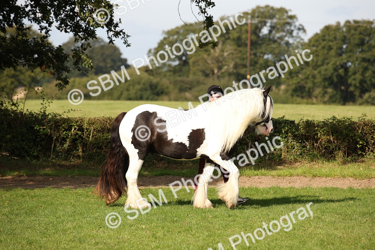 SBM_62152 - S55 - Traditional Cob In Hand
