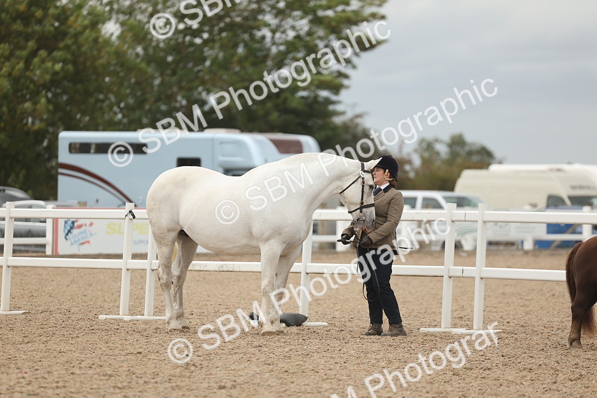 SBM_19227 - Class 317 - IH Pure Bred Horse-Pony