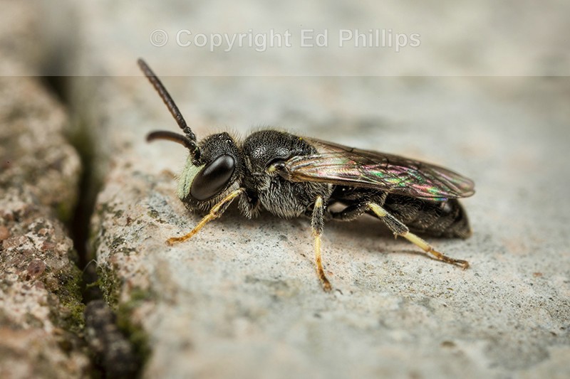 Hyaleus hyalinatus (m)