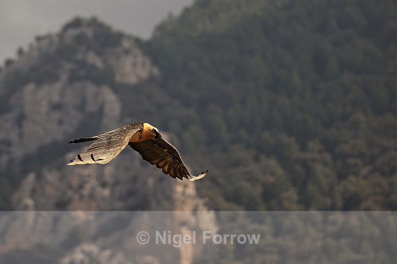 Lammergeier passing tree-covered slope, Pre-Pyrenees, Catalonia, Spain - Lammergeier