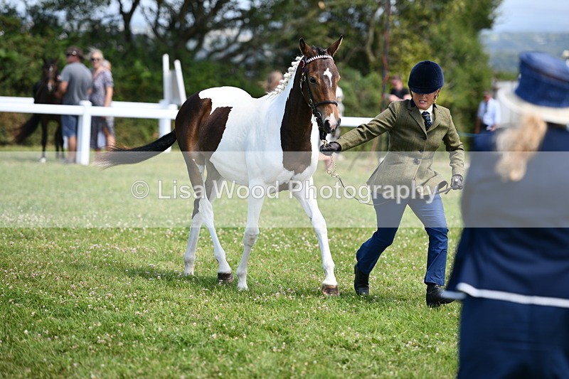 DSC_7501 - Class 63: Coloured Horse Youngstock