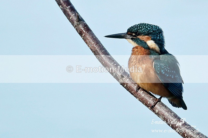 260816 3537a - Nature