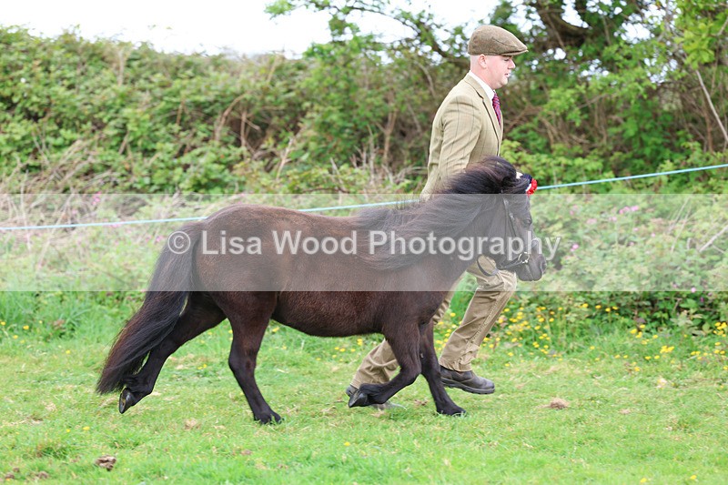 3E7A0946 - In Hand Championship