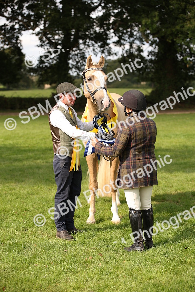 SBM_62954 - In Hand Horse Supreme Championship