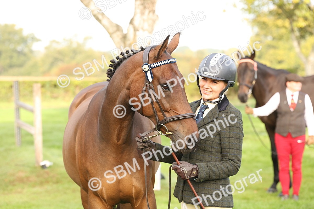 SBM_55004 - S52 - Riding Horse & Hack & thoroughbred In Hand