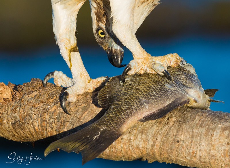 Osprey with Luderick 11