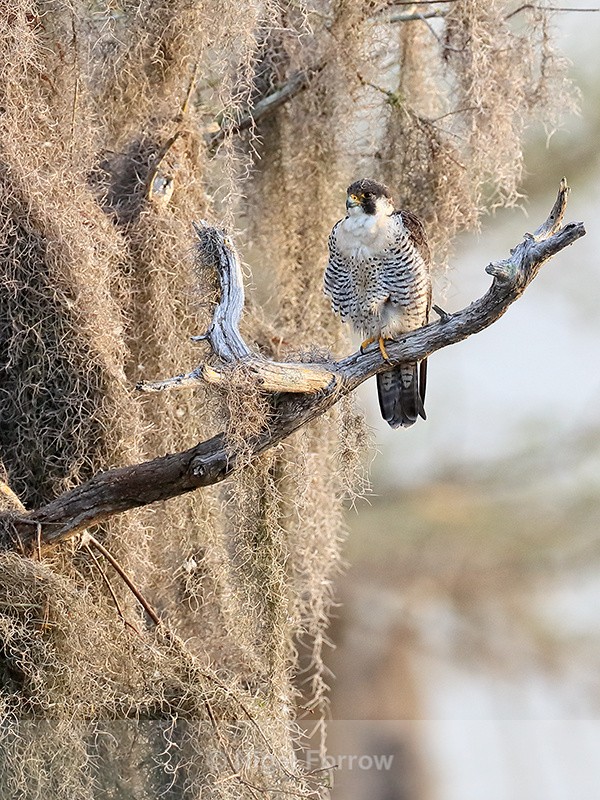 Peregrine Falcon, Blue Cypress Lake, Florida - Peregrine Falcon