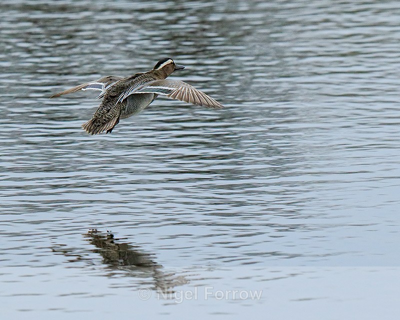 Garganey (male) on landing approach, Stratfield Brake, Oxfordshire - Garganey