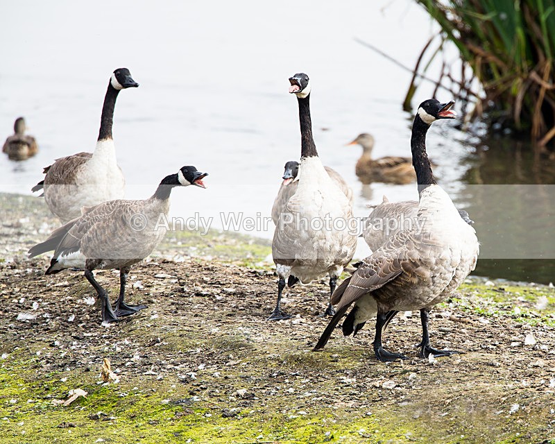 The Boys Are Back In Town - Geese